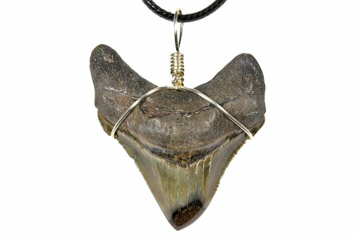 Fossil Chubutensis Tooth Necklace - Megalodon Ancestor #130934